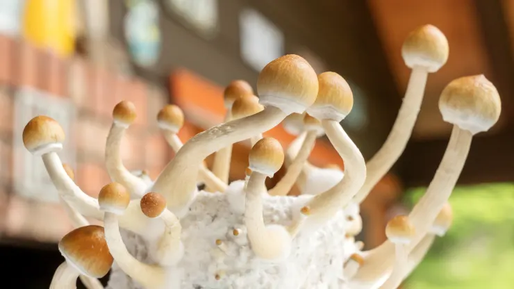 → Cogumelos mágicos benefícios