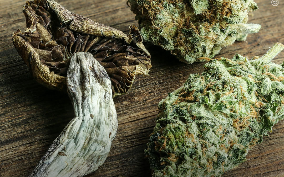 Psilocibina vs. Cannabis: Um Guia sobre Efeitos, Usos e Diferenças